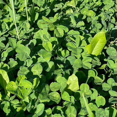 four leaf clover plant seeds BioLogic New Zealand Clover Plus