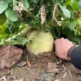 New Zealand Endurance Radish