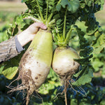 New Zealand Endurance Radish