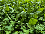 Clover Plus Chicory Food Plot Seed