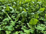Clover Plus Chicory Food Plot Seed