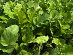 New Zealand Maximum Food Plot Seed