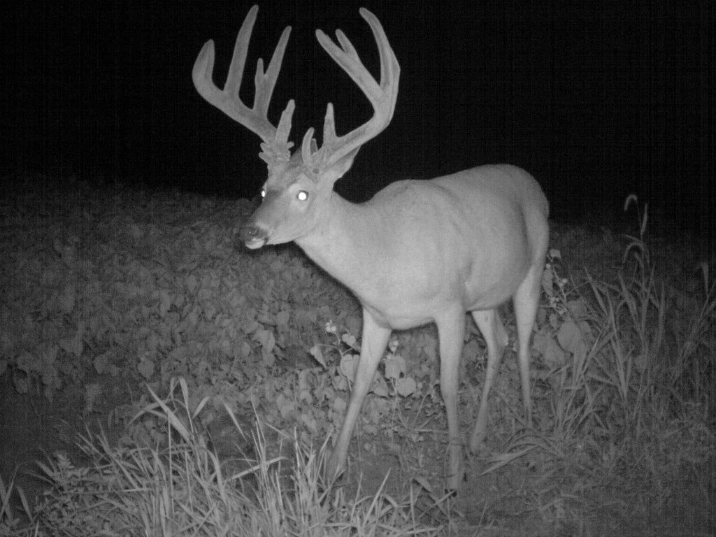 Best mineral block for deer