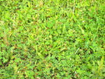 Perennial additive food plot seed whitetail food plot seed 