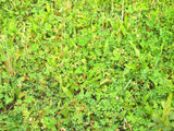 Perennial additive food plot seed whitetail food plot seed 