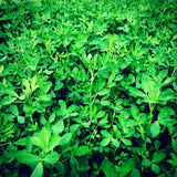 Alfalfa whitetail food plot additive 
