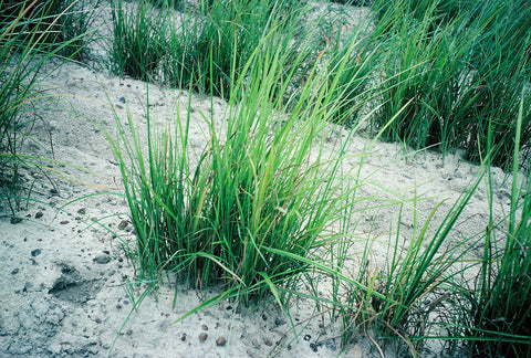 chufa seed planting NWTF Turkey Gold Chufa Seed - 1/2 Acre