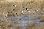 Guides Choice Waterfowl Forage (1 acre)