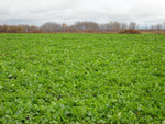 Deer radish food plot seed 