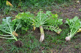 deer food plot seed, whitetail food plot seed, turnip seed, brassica food plot seed, deer radish 