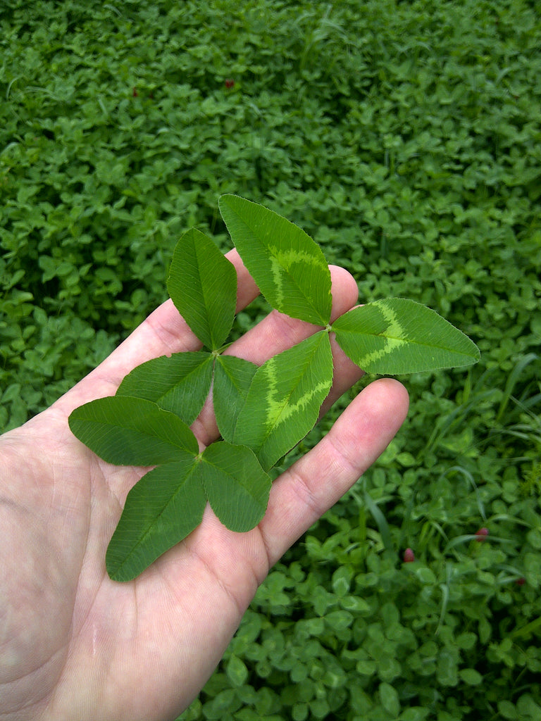 temperature to plant clover seed Biologic Non-Typical Clover Plot Seed