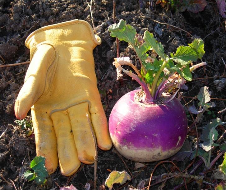 Plant BioLogic Winter Bulbs for Sale 1/4 Acre