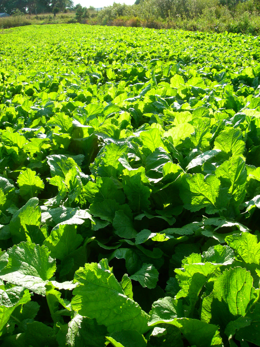 Plant BioLogic Winter Bulbs for Sale 1/4 Acre