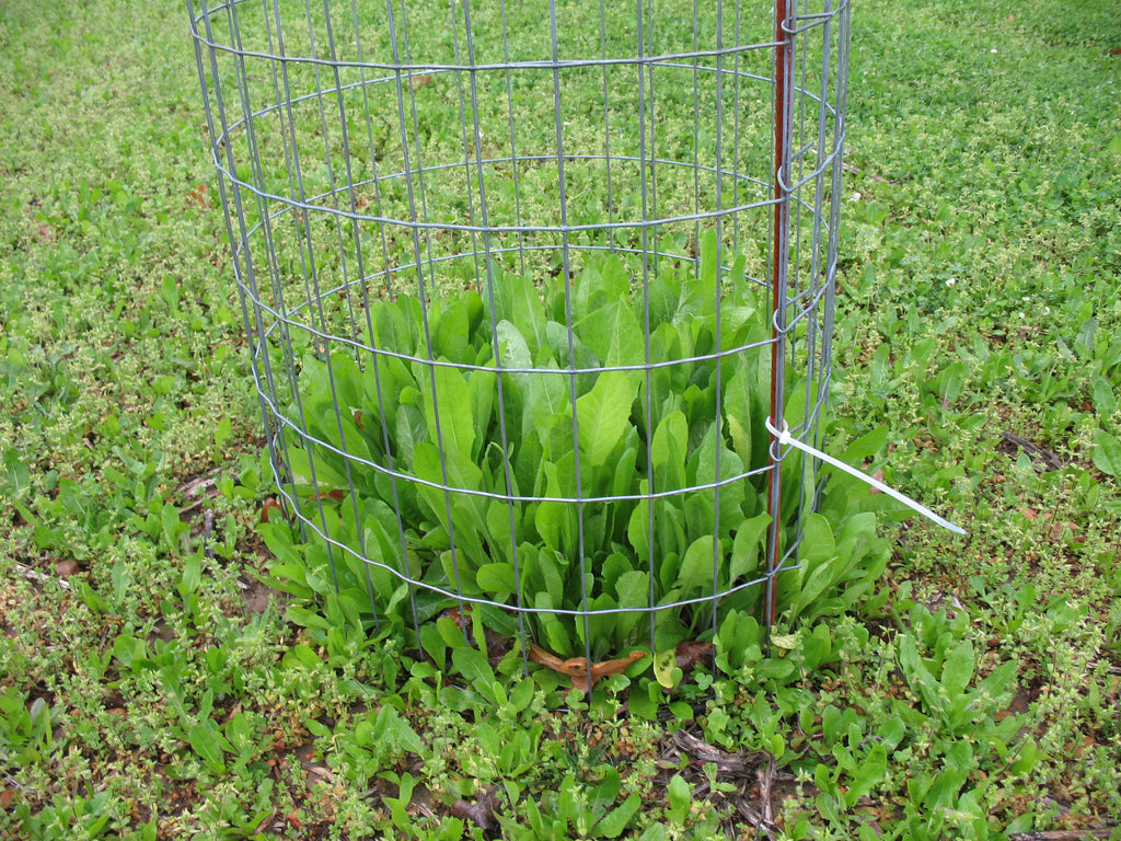 Chicory for hotsell deer