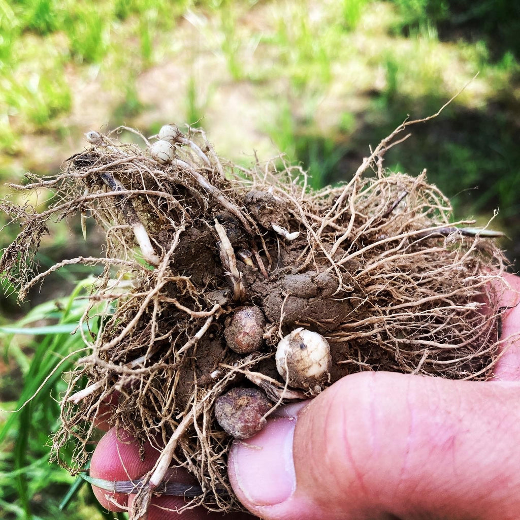 planting chufa seed NWTF Turkey Gold Chufa Seed - 1/2 Acre