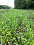 NWTF Turkey Gold Chufa Food Seed