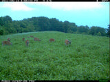 Perennial deer food plot seed  drought tolerant clover chicory blend 