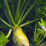 New Zealand Endurance Radish