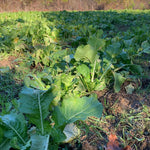 New Zealand Endurance Radish