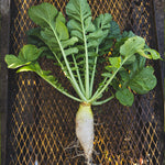 New Zealand Endurance Radish