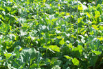 Whitetail food plot seed, barassicas food plot seed