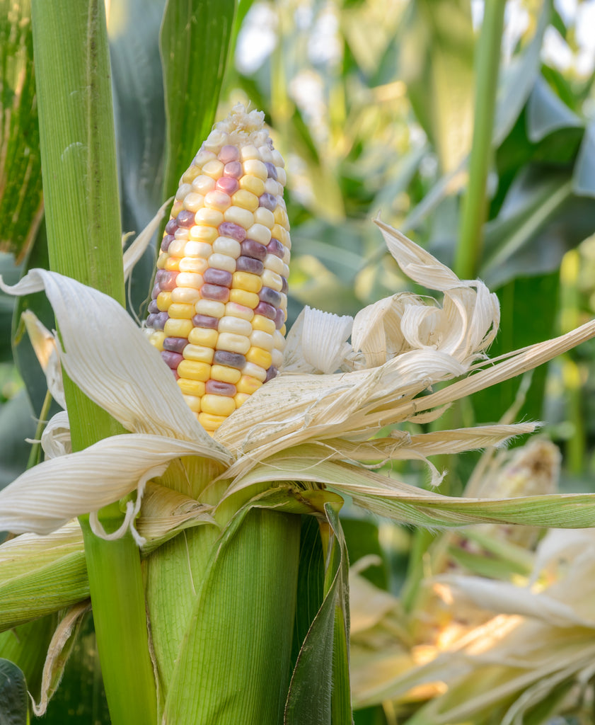 plant corn seed Plant BioLogic Wildlife Sweet Corn for Deer, Birds, and More