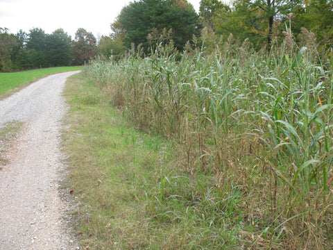 best seed to plant for quail Biologic Whistleback Quail Food Plot Seed